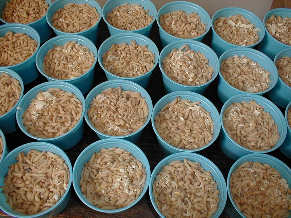 Waxworms 250 ct